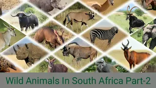 WILD ANIMALS IN SOUTH AFRICA | PART-2