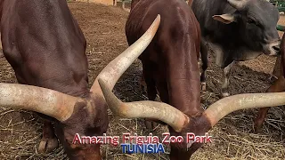 4K Friguia Zoo Park Tunis. حديقة حيوان فريجيا بتونس