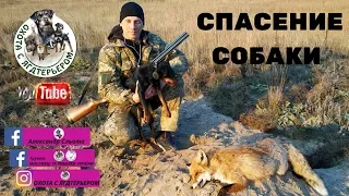 Охота с ягдтерьером, спасение собаки после размена. Fox Hunt with Jagdterrier