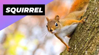 Squirrel 🐿 One Of The Most Intelligent Animals In The World #shorts