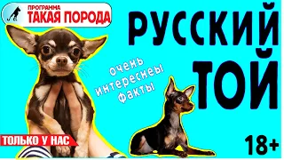 Такая порода. Русский той