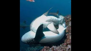 Процесс спаривания белых рифовых акул