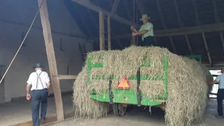 Unloading hay into the mow using horses and a hay hook.