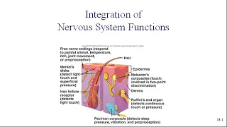 Integration of Nervous System Functions 2