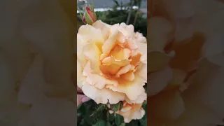 Самые красивые розы, дарите эти красивые розы близким любимым!
