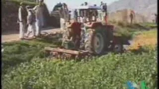 Опиумный бизнес в Афганистане