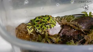 Кормление малышей украшенных рогаток. Ceratophrys ornata.