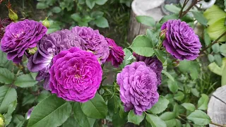Розы Эбб Тайд/Пёрпл Эден (Rose Ebb Tide/Purple Eden), Новалис (Rose Novalis)