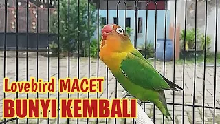 Suara burung lakbet ngekek panjang ini pandai mancing emosi lovebird macet bunyi agar bunyi kembali