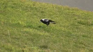 Limping Australian Magpie. Хромая ворона-свистун (887sp)