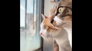 two cats having a normal conversation