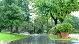 Rain sound falling on a refreshing trail - White noise that Calms the Mind, Sleeping well, Study