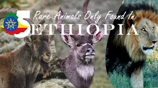 5 Animals Only Found In Ethiopia