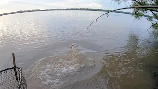 Fishing With The Most Controversial Catfish Bait