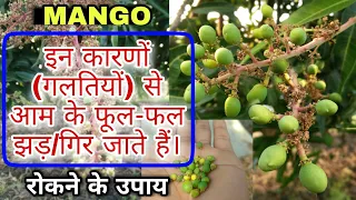 आम में फूल-फल झड़ने की गंभीर समस्या का कारण और प्रबंधन | MANGO Fruit Dropping & Their Management