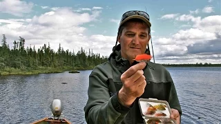 Giant Brook Trout of Labrador | Labrador