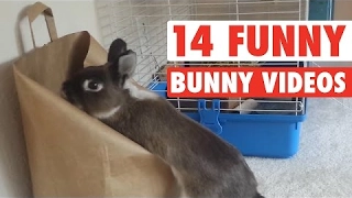 Ailamalia #14 Funny Bunny Videos || Awesome Bunnies Compilation