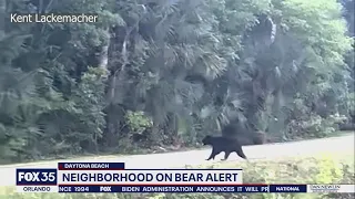 Bear sightings on the rise in Daytona Beach neighborhood