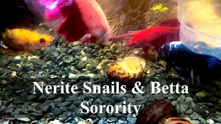 Betta Sorority Aquarium ep9: adding nerite snails
