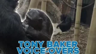 Chimp CAUGHT CHEATING at the Zoo!! - Tony Baker Voice Over