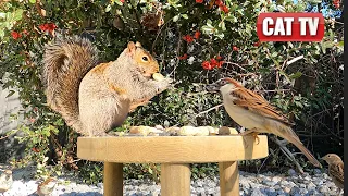 CAT TV | Flitting Birds and Scampering Squirrels Compilation 🐦| 4K Videos For Cats to Watch | Dog TV