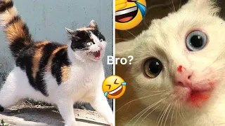 Funny Animals 2024 😂 New Funny Videos 2023 😍Cutest Cats and Dogs 🐱🐶 Funny Cat and Dogs Video Part 47