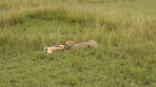 Cheetah, Masai Mara, Kenya