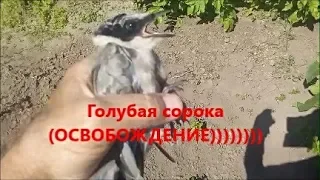 Дальневосточная голубая сорока    (освобождение)))))))))