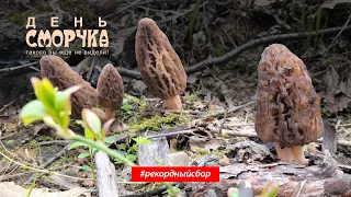 ДЕНЬ СМОРЧКА! Китайские плантации сморчка в Беларуси! Такого вы еще не видели!!!  23.04.24