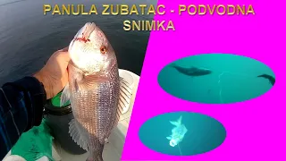 ZUBATAC podvodna snimka, DENTEX live bait underwater, FISHING in Croatia, Mali Losinj