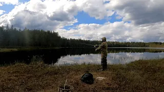 Пошёл в лес нашёл грибы, ягоды открыл рыбалку на озере. Сбор грибов и рыбалка в Карелии 2023