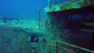 NC Wreck Diving - Sharks on the Spar