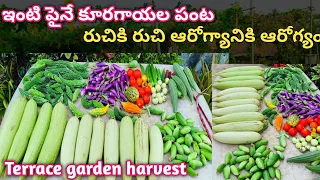 Organic Rooftop Terrace Garden Harvests In Telugu |Harvesting Organic Vegetables |terrace gardening