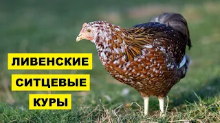 Разведение Ливенской ситцевой породы кур как бизнес идея | Птицеводство | Куры Ливенские ситцевые