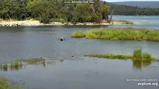 Unknown sow W 2 coys - sub adult bear 610 on LR Brooks falls 2019 07 10