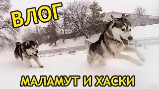 ВЛОГ: ХАСКИ И МАЛАМУТ на прогулке снежной зимой / Vlog Husky Malamute on a walk in snowy winter