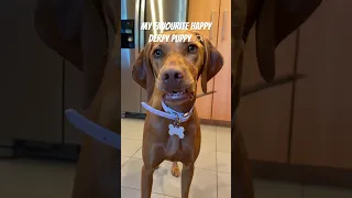 Vizsla puppy has the best derpy faces #shorts #shortsfeed #doglover #fypシ #video #puppy