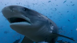 Tiger Shark comes in for a VERY close look