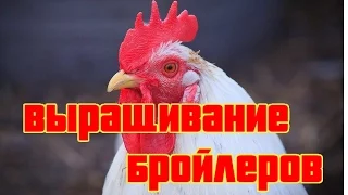 ВЫРАЩИВАНИЕ БРОЙЛЕРОВ (ОТ ЦЫПЛЕНКА ДО ТУШКИ 3.5 КГ ЗА 60 ДНЕЙ)