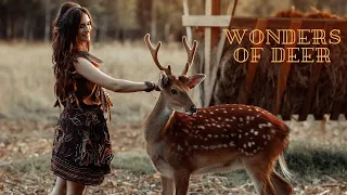 Discover the Wonders of Deer: 5 Fun Facts for Kids | Wild Animals | Animal World | Wildlife