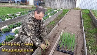 Высадка рассады лука Эксибишен