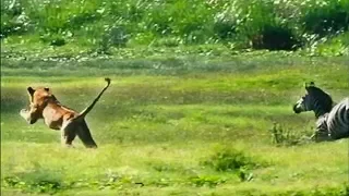 A Lion Ambushes a Zebra | Be An Animal | BBC Earth