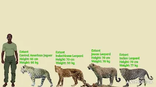 Leopards VS Jaguars Size Comparison