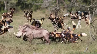 Warthog Suddenly Encountered Wild Dog. Tragic Death For Warthog