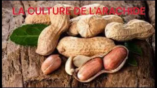 LA CULTURE DE L'ARACHIDE 😍🙌👍💕