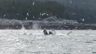 Humpback whale bubble net feeding Lynn Canal just south of Point Retreat near Juneau Alaska