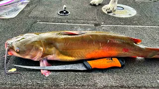 Catching And Cooking Catfish On My Boat Fresh Catch Clean Cook