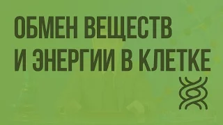 Обмен веществ и энергии в клетке. Видеоурок по биологии 9 класс