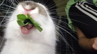 A cute bunny loudly eats the tasty vegetation