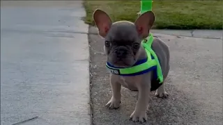 Sassy tiny Frenchie is really upset because mom doesn't play with him. Mr Nurf